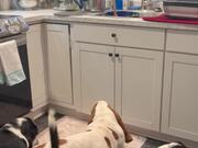 Dog Is Eager To Help Hooman With Dishes