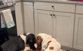 Dog Is Eager To Help Hooman With Dishes - Animals - VIDEOTIME.COM