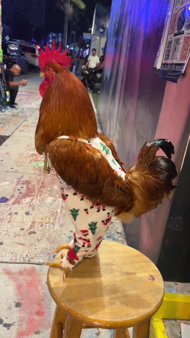 Stylish Rooster Has His Drip Game On Point