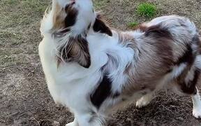  Dog Tries to Howl Along With Fire Truck's Siren - Animals - VIDEOTIME.COM