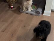 Ball Gets Stuck in Dog's Tail