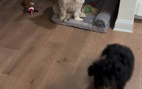 Ball Gets Stuck in Dog's Tail - Animals - VIDEOTIME.COM