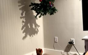 Cat Jumps Onto Hanging Christmas Tree - Animals - VIDEOTIME.COM