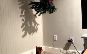Cat Jumps Onto Hanging Christmas Tree