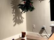 Cat Jumps Onto Hanging Christmas Tree