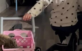 Cat Falls Out of A Stroller as it Tips Over - Animals - VIDEOTIME.COM