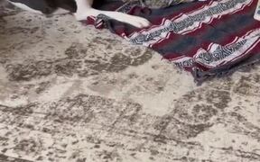 Dog Plays With Baby and Kisses Him - Animals - VIDEOTIME.COM