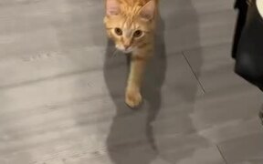 Rescued Ginger Tabby Bites Owner's Leg - Animals - VIDEOTIME.COM