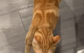 Rescued Ginger Tabby Bites Owner's Leg