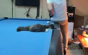 Cat Sits on Pool Table and Plays Pool With Owner - Animals - VIDEOTIME.COM