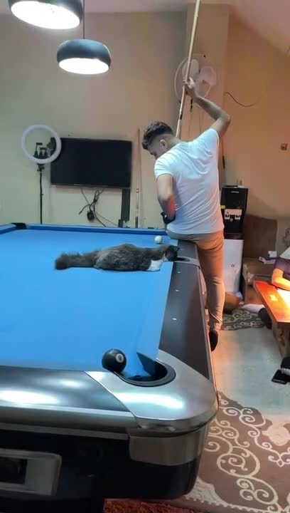 Cat Sits on Pool Table and Plays Pool With Owner