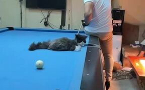 Cat Sits on Pool Table and Plays Pool With Owner
