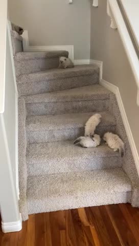 Kittens Learn How to Climb and Come Down on Stairs