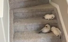 Kittens Learn How to Climb and Come Down on Stairs - Animals - VIDEOTIME.COM