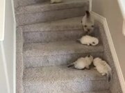 Kittens Learn How to Climb and Come Down on Stairs