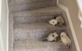 Kittens Learn How to Climb and Come Down on Stairs - Animals - VIDEOTIME.COM
