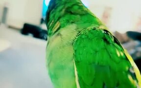 Parrot Has Conversations With Owner - Animals - VIDEOTIME.COM