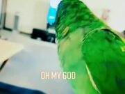 Parrot Has Conversations With Owner