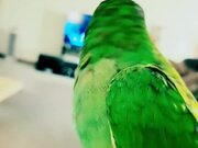 Parrot Has Conversations With Owner