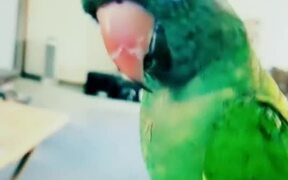 Parrot Has Conversations With Owner - Animals - VIDEOTIME.COM