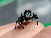 Person Holds Regal Jumping Spider on Their Hand