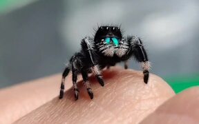 Person Holds Regal Jumping Spider on Their Hand - Animals - VIDEOTIME.COM
