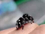 Person Holds Regal Jumping Spider on Their Hand