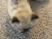 Kitten Adorably Growls at Owner