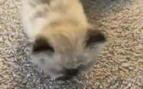 Kitten Adorably Growls at Owner