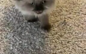 Kitten Adorably Growls at Owner - Animals - VIDEOTIME.COM