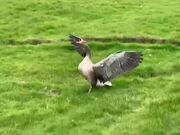 Person Riding Bike Gets Attacked by Goose