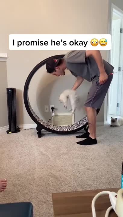 Cat Tumbles While Running Inside Hamster Wheel