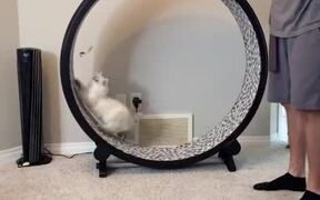 Cat Tumbles While Running Inside Hamster Wheel - Animals - VIDEOTIME.COM