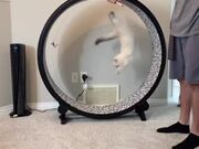 Cat Tumbles While Running Inside Hamster Wheel