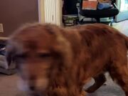 Old Dog Spins in Circles While Playful Puppy Hangs