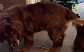 Old Dog Spins in Circles While Playful Puppy Hangs - Animals - VIDEOTIME.COM