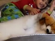 Kid Plays With His New Puppy
