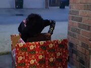 Kid Reacts to Getting Surprised With Puppy in Box