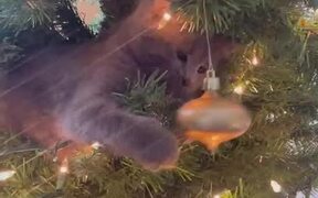 Playful Cat Punches Decoration - Animals - VIDEOTIME.COM
