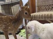 Baby Deer Befriends Baby Goat