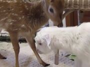 Baby Deer Befriends Baby Goat