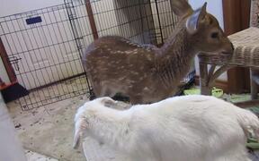 Baby Deer Befriends Baby Goat - Animals - VIDEOTIME.COM