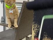 Cat Hilariously Fixates on Paint Roller