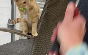 Cat Hilariously Fixates on Paint Roller
