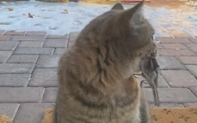 Owner Gets Shocked to See Cat Carrying Bird - Animals - VIDEOTIME.COM