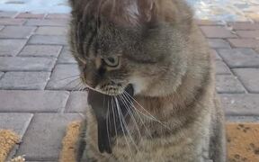 Owner Gets Shocked to See Cat Carrying Bird - Animals - VIDEOTIME.COM