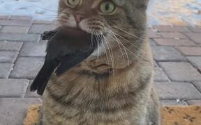 Owner Gets Shocked to See Cat Carrying Bird