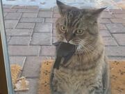 Owner Gets Shocked to See Cat Carrying Bird