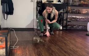 Girl Plays Fetch With Rescued Iguana - Animals - VIDEOTIME.COM