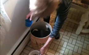 Puppy Jumps Into Food Box - Animals - VIDEOTIME.COM